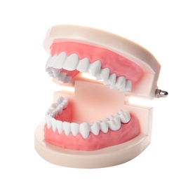 Photo of Educational model of oral cavity with teeth on white background