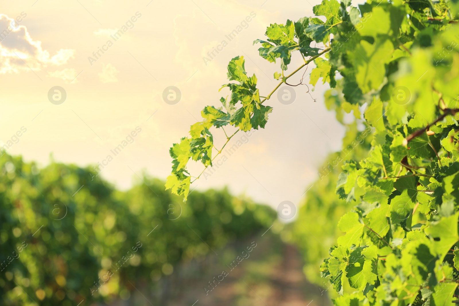 Photo of View of vineyard rows with fresh grapes on sunny day