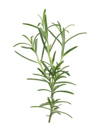 Photo of Sprig of fresh rosemary isolated on white