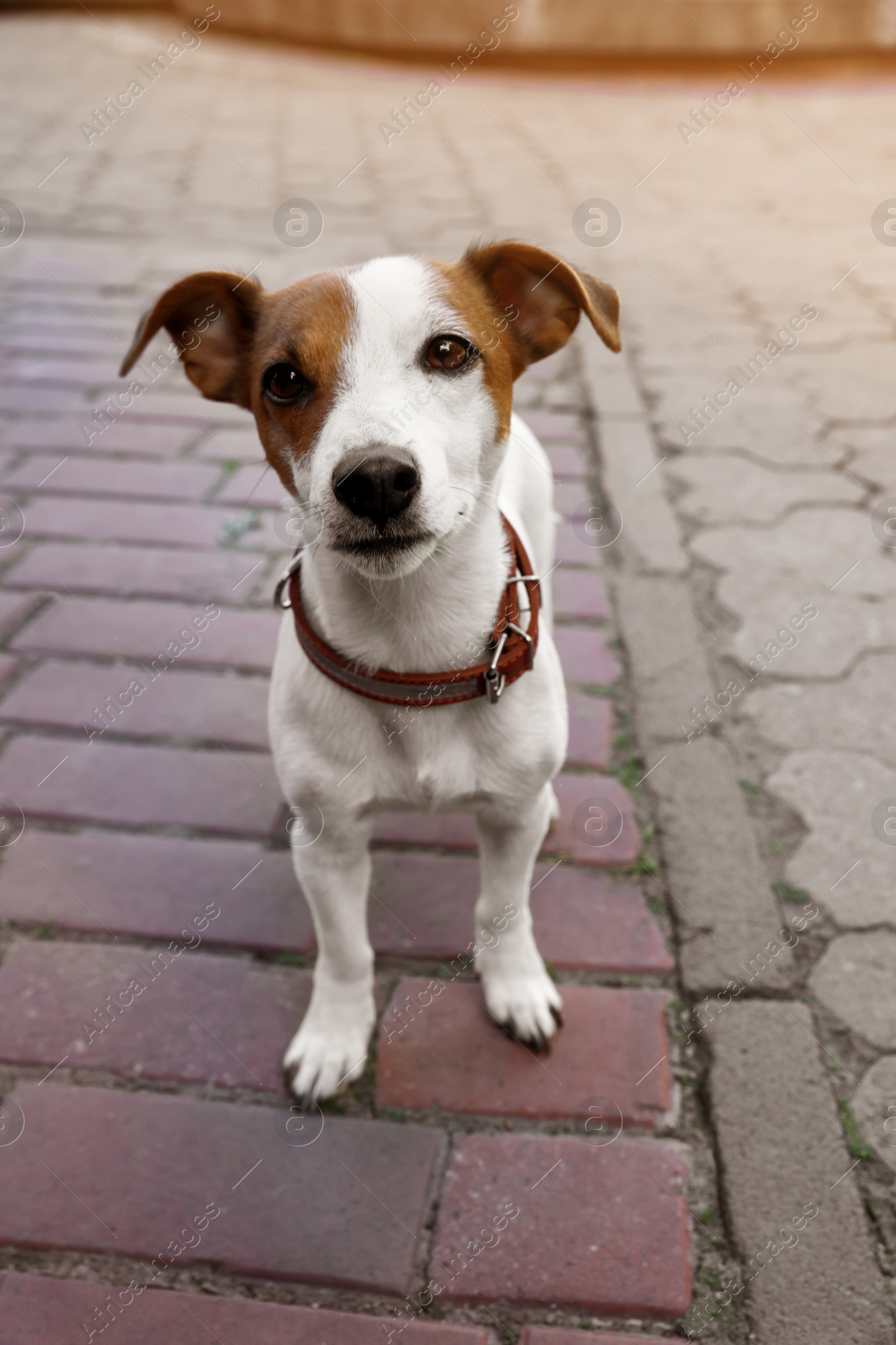 Photo of Beautiful Jack Russell Terrier in brown leather dog collar on city street