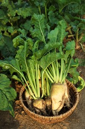 Photo of Wicker basket with fresh white beets in field