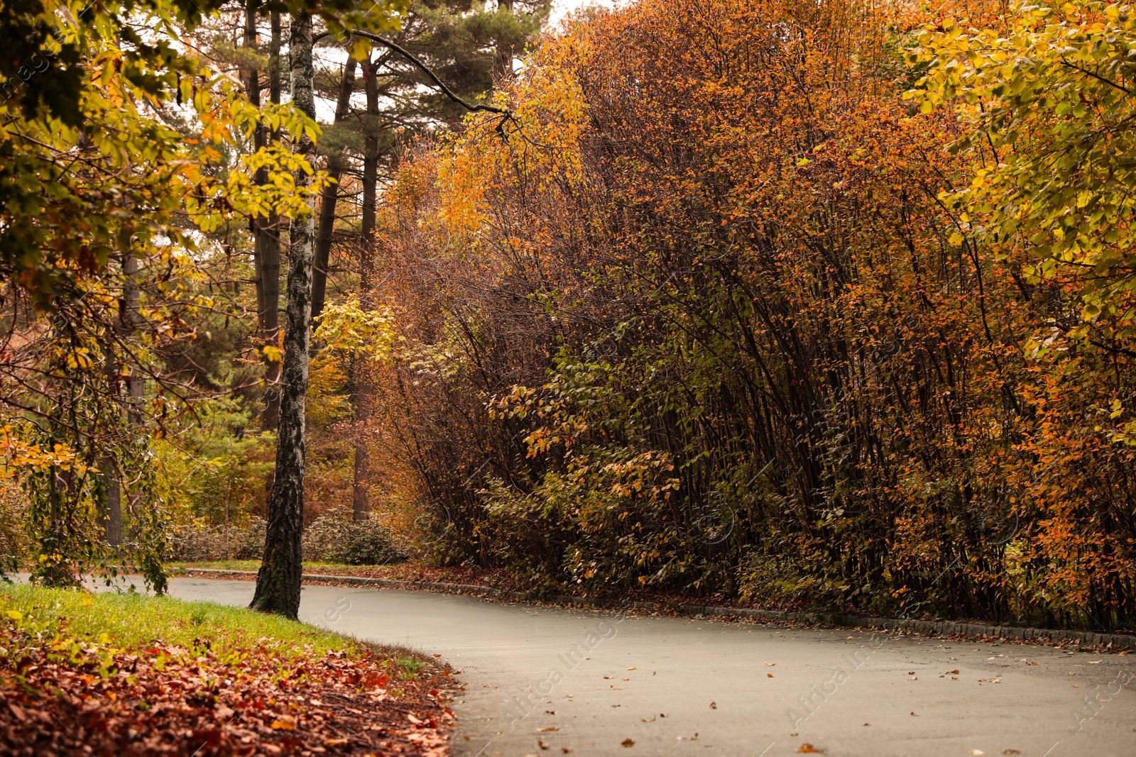 Photo of Beautiful view of park with trees on autumn day