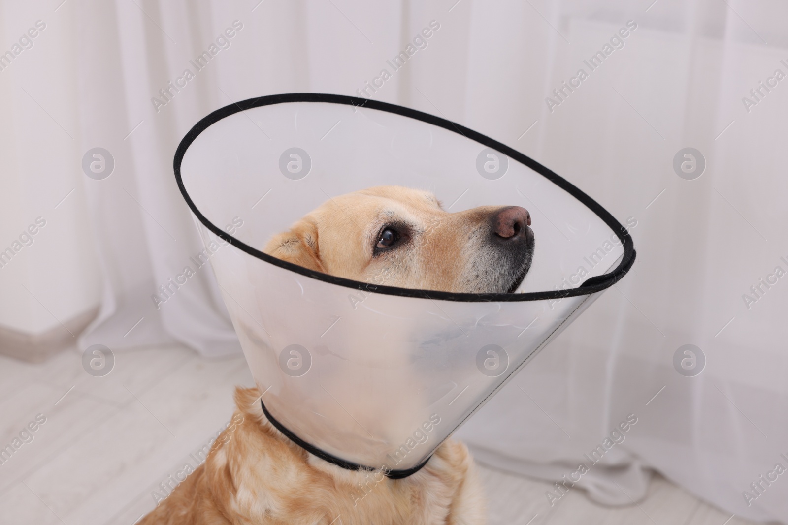 Photo of Sad Labrador Retriever with protective cone collar in room