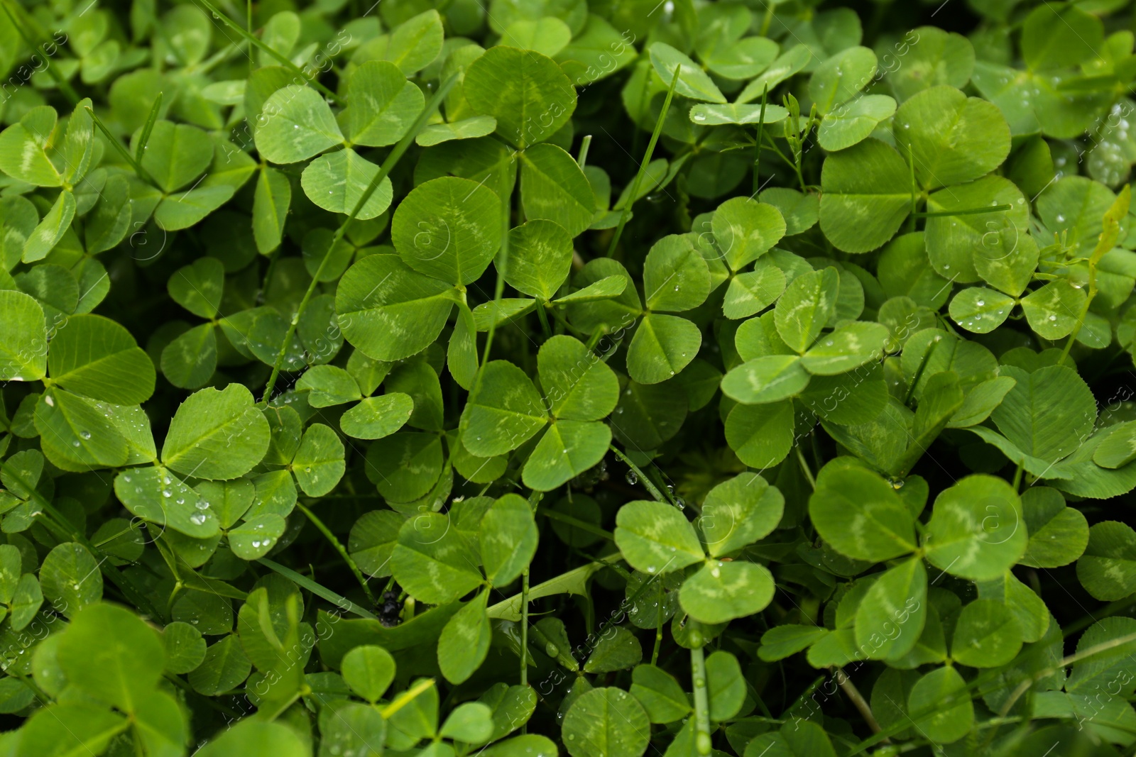 Photo of Beautiful green clover leaves and grass with water drops