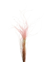 Beautiful tender dried flower on white background.