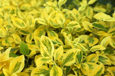 Photo of Beautiful winter creeper with bright leaves as background, closeup. Gardening concept