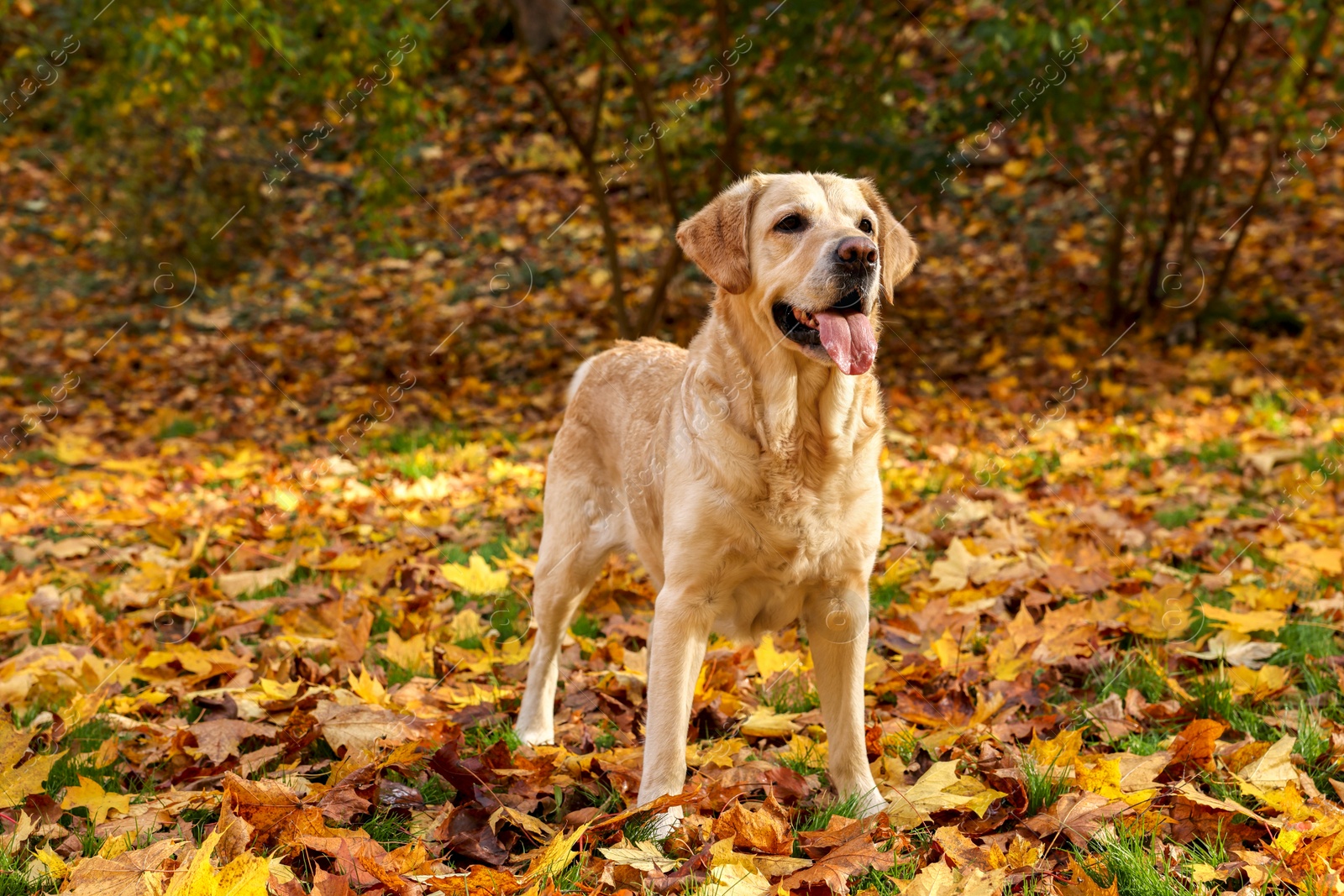 Photo of Cute Labrador Retriever dog on fallen leaves in sunny autumn park