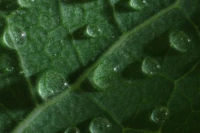 Photo of Macro photo of green leaf with water drops as background