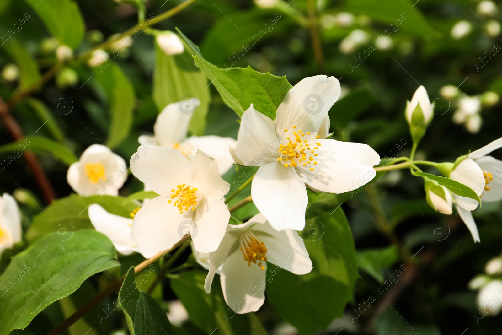 Photo of Closeup view of beautiful blossoming jasmine bush outdoors