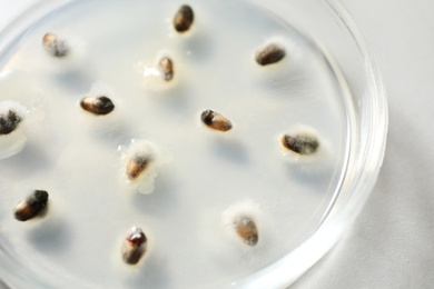 Photo of Germination and energy analysis of wheat grains in Petri dish on table, closeup. Laboratory research