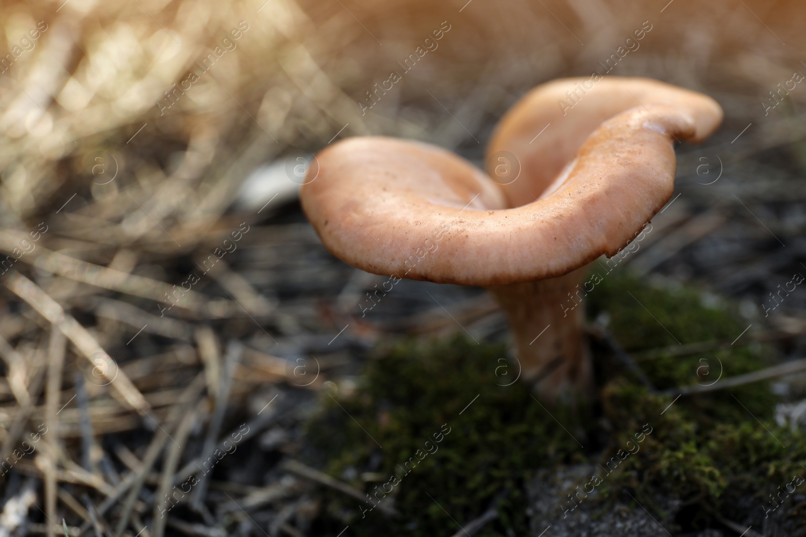 Photo of Fresh wild mushroom growing in forest, closeup view