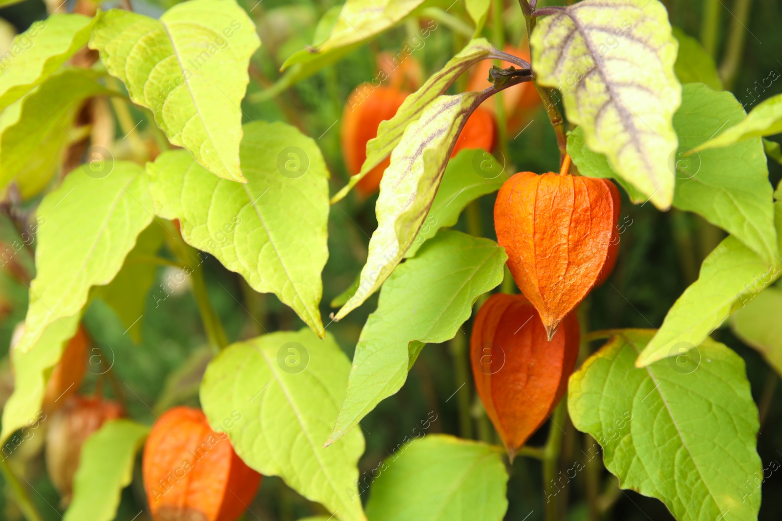 Photo of Bright ripe physalis sepals on bush, closeup