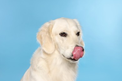 Cute Labrador Retriever showing tongue on light blue background