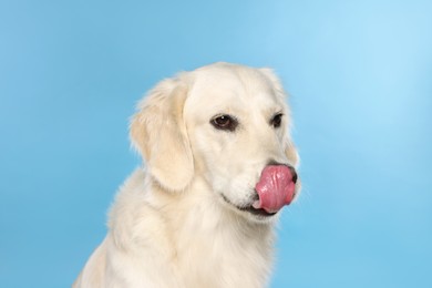 Photo of Cute Labrador Retriever showing tongue on light blue background