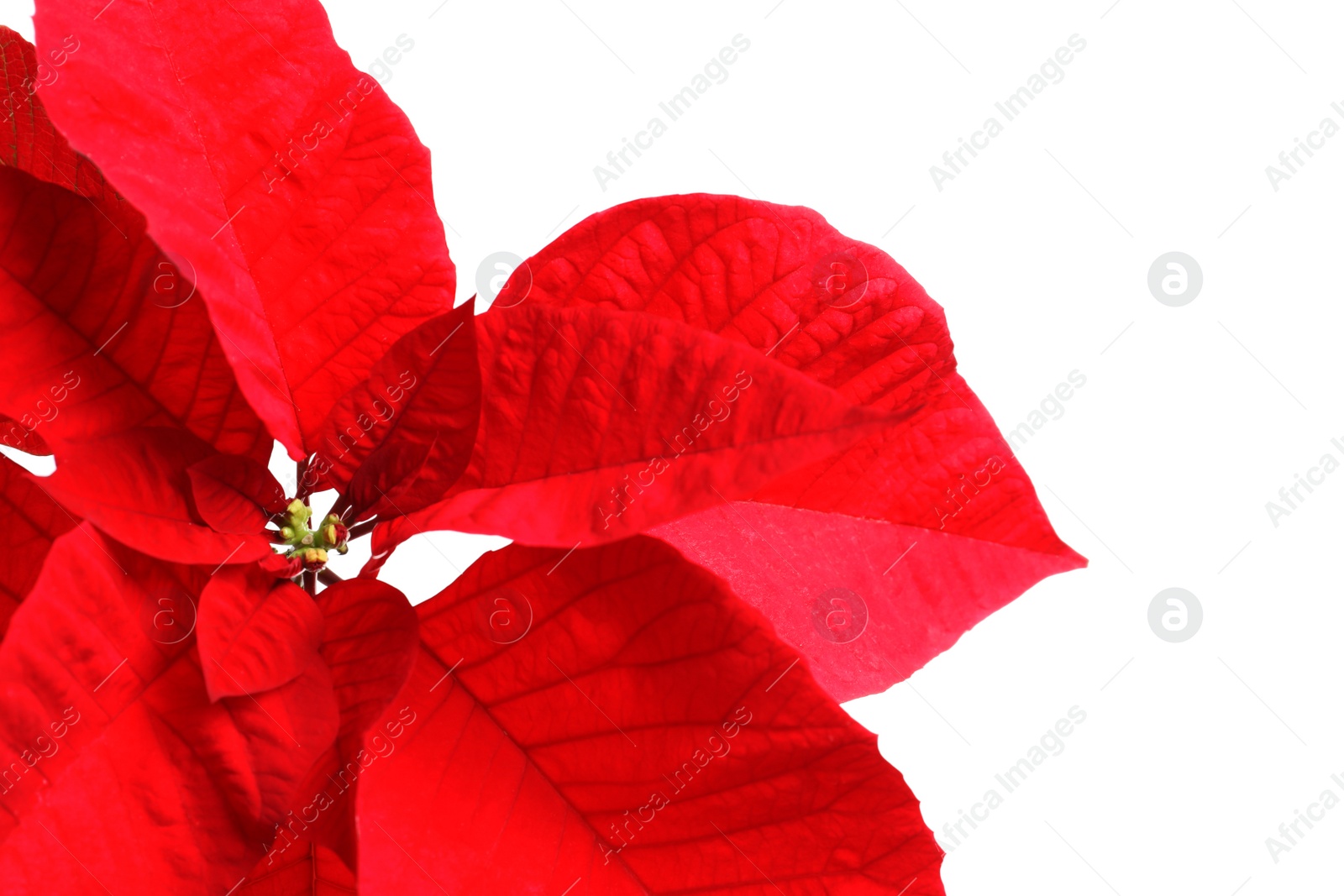 Photo of Beautiful poinsettia on white background, closeup. Traditional Christmas flower