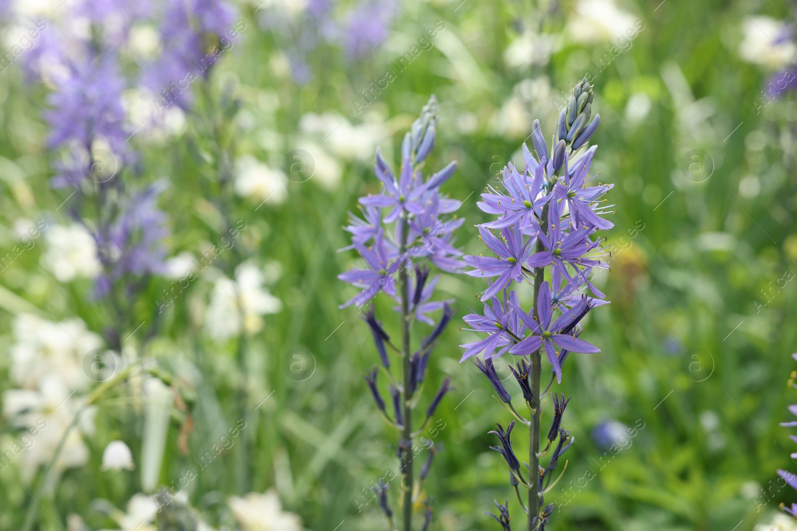 Photo of Beautiful Camassia flowers growing outdoors, closeup view. Spring season