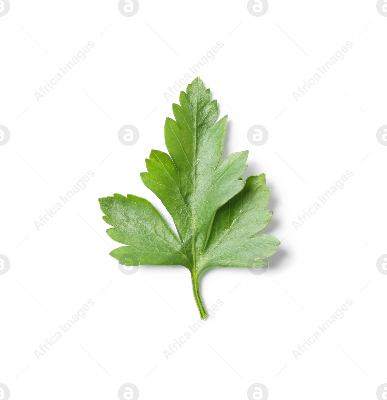 Photo of Fresh green organic parsley on white background, top view