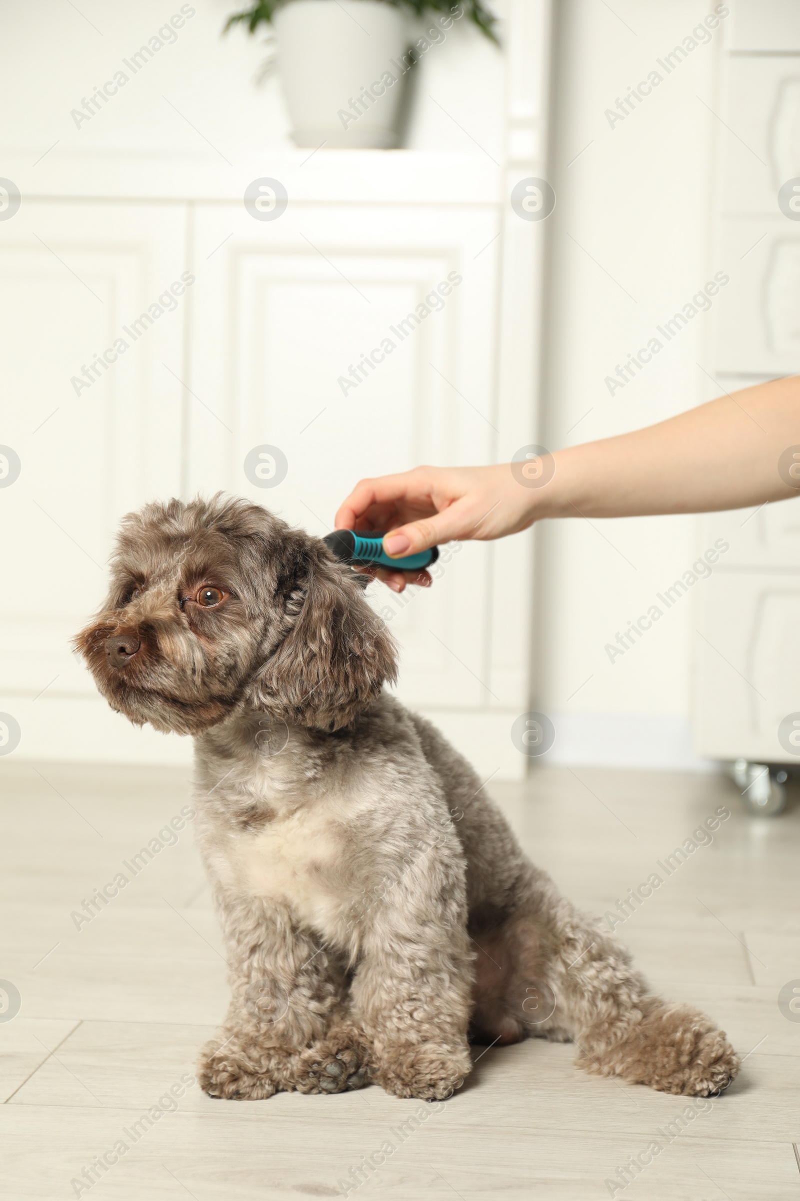 Photo of Woman brushing cute Maltipoo dog indoors, closeup. Lovely pet