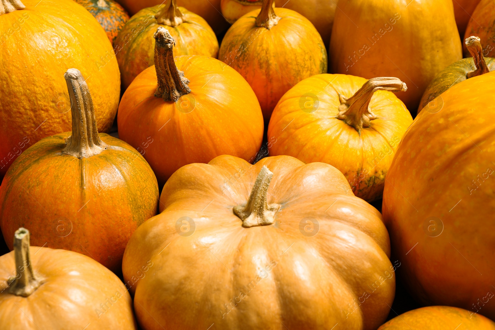 Photo of Many fresh raw whole pumpkins as background, closeup. Holiday decoration