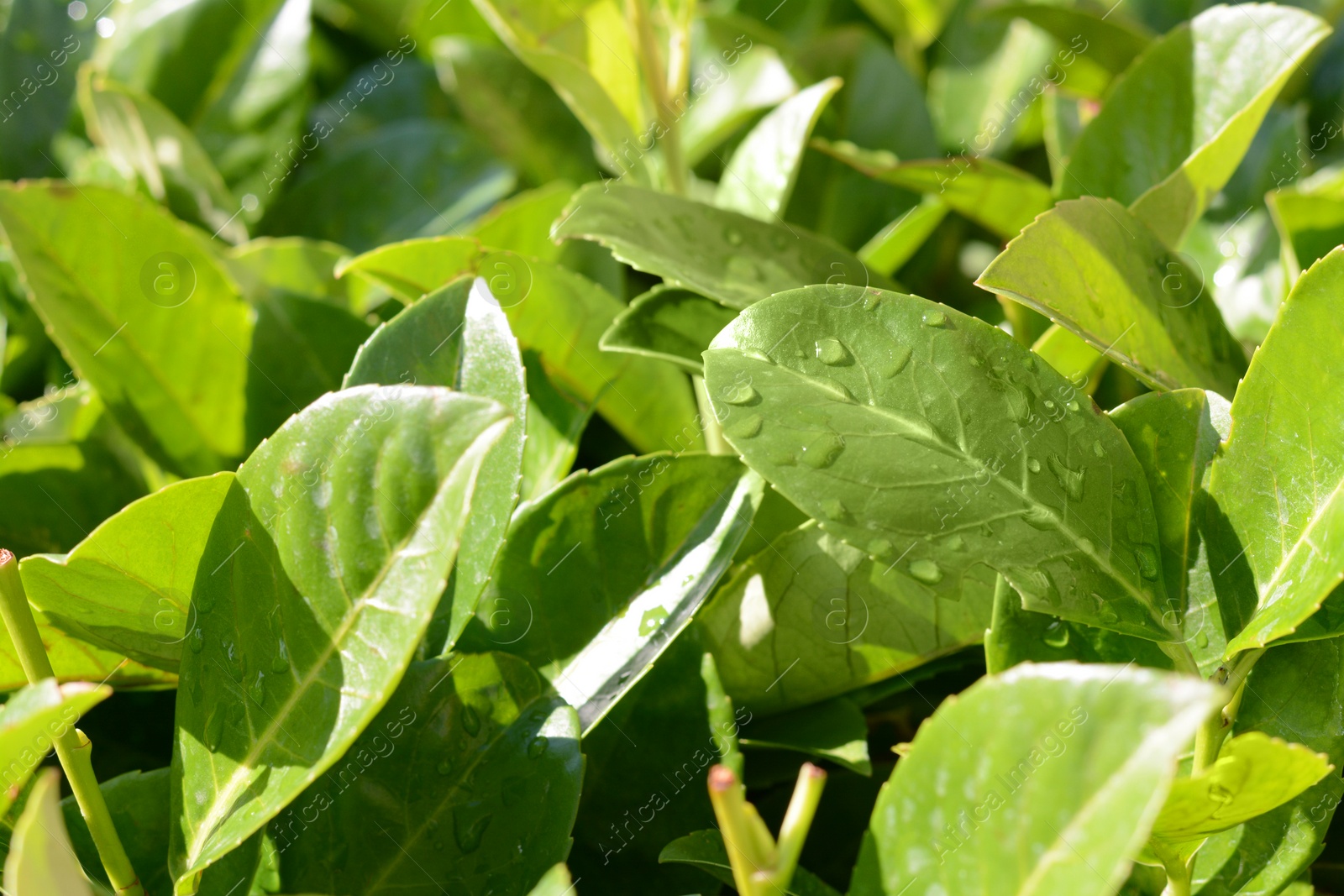 Photo of Green leaves with water drops outdoors, closeup