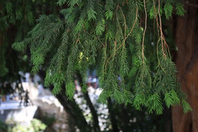 Green branches of beautiful conifer tree growing outdoors, closeup