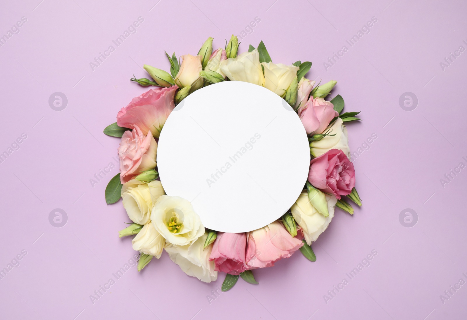 Photo of Beautiful Eustoma flowers and blank card on violet background, flat lay. Space for text