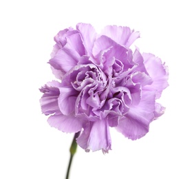 Photo of Beautiful blooming violet carnation on white background