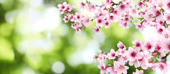 Amazing spring blossom. Tree branches with beautiful flowers outdoors, banner design