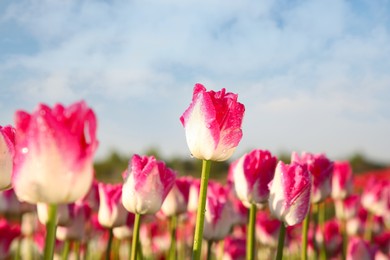 Photo of Beautiful pink tulip flowers growing in field on sunny day, selective focus