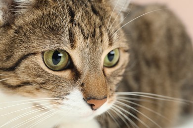 Photo of Closeup view of cute tabby cat with beautiful eyes