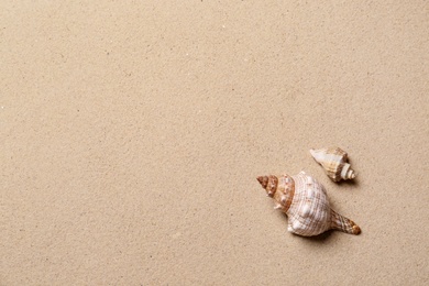 Photo of Beautiful seashells and space for text on beach sand, flat lay. Summer vacation