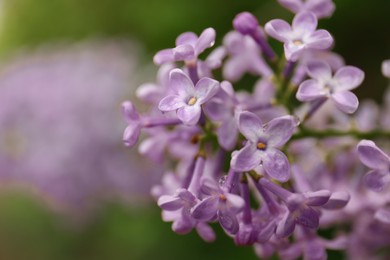 Photo of Beautiful lilac flowers with water drops on blurred background, closeup. Space for text