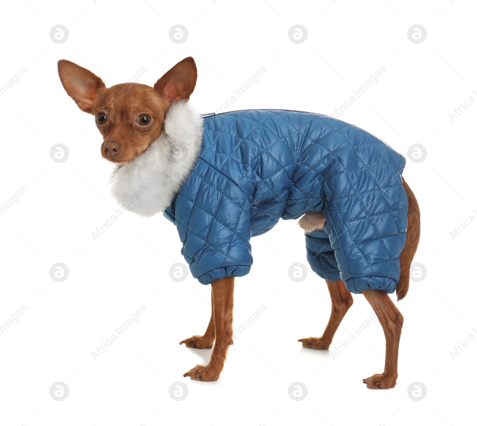 Photo of Cute toy terrier in warm clothes isolated on white. Domestic dog