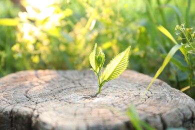 Photo of Young green seedling growing out of tree stump outdoors on sunny day, closeup. New life concept