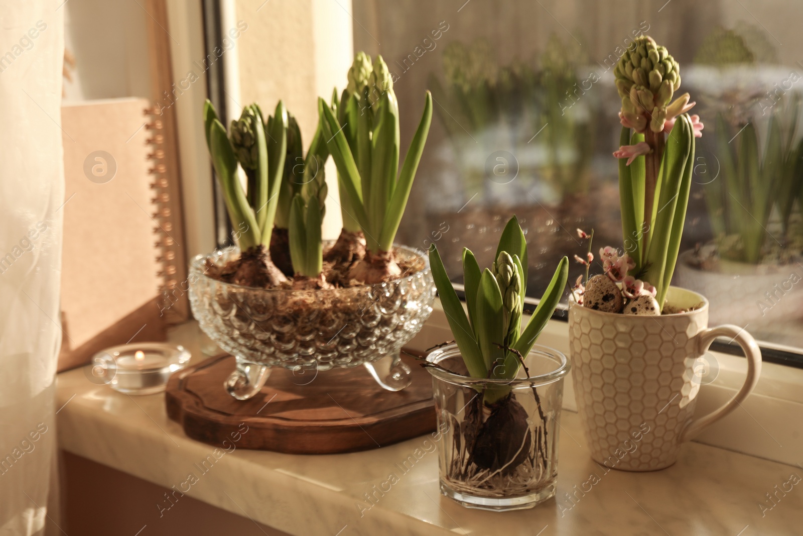 Photo of Beautiful bulbous plants on windowsill indoors. Spring time