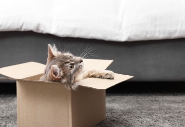 Photo of Cute fluffy cat in cardboard box on carpet at home. Space for text