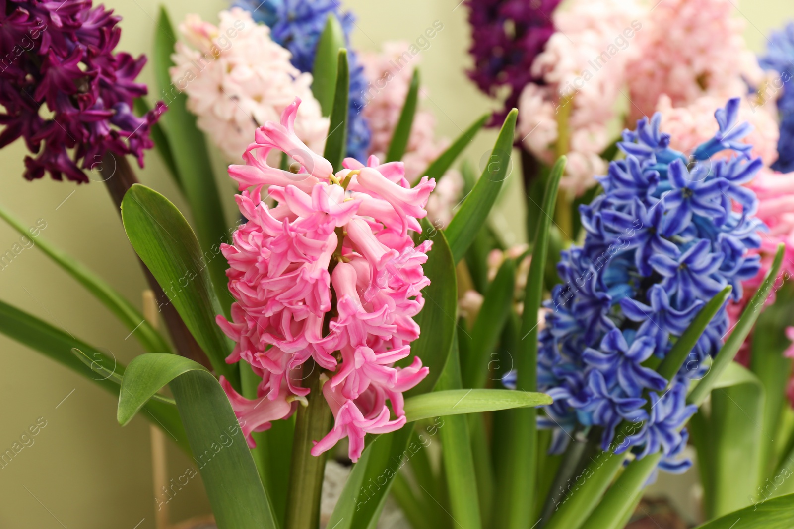 Photo of Beautiful spring hyacinth flowers with green leaves, closeup