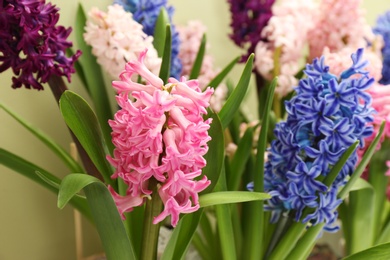 Photo of Beautiful spring hyacinth flowers with green leaves, closeup