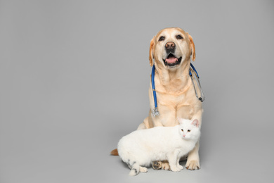 Photo of Cute Labrador dog with stethoscope as veterinarian and cat on grey background. Space for text
