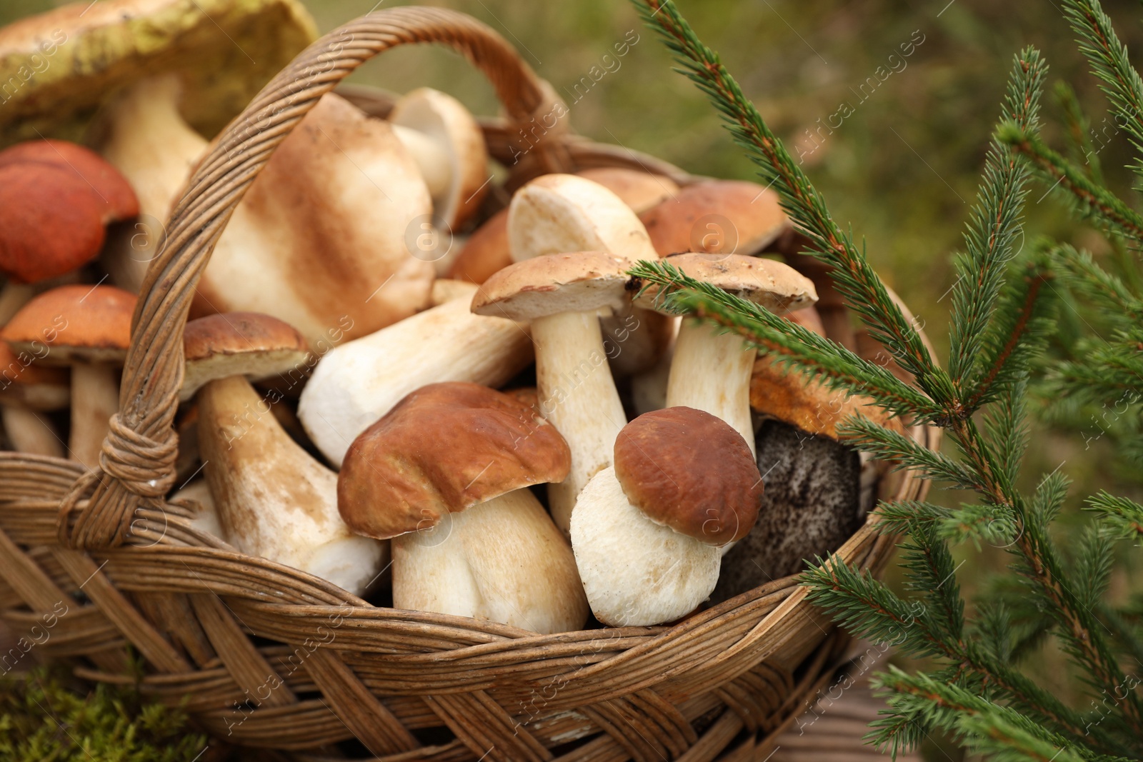 Photo of Wicker basket with fresh wild mushrooms on wooden table outdoors, closeup