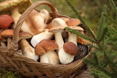 Wicker basket with fresh wild mushrooms on wooden table outdoors, closeup