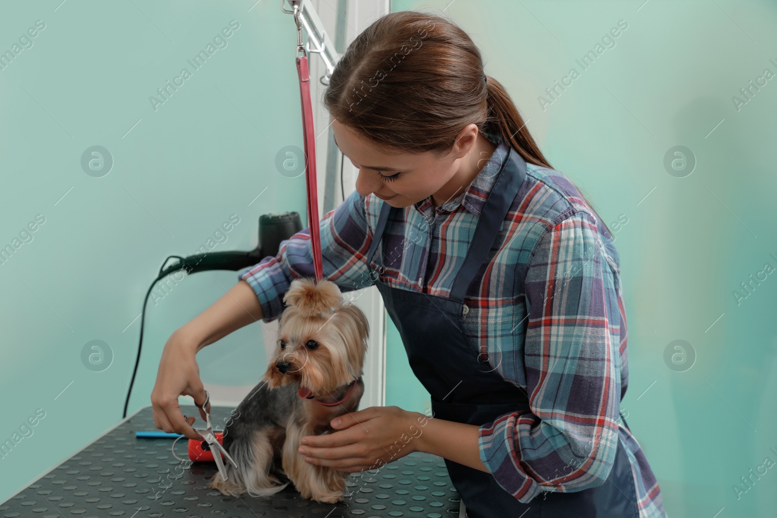 Photo of Professional groomer giving stylish haircut to cute dog in pet beauty salon