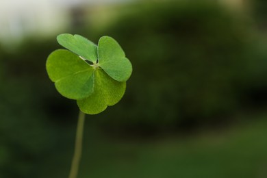 Photo of Beautiful green four leaf clover outdoors, closeup. Space for text