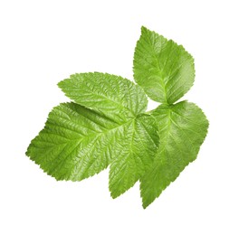 Fresh green blackberry leaves isolated on white