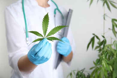 Photo of Doctor holding fresh hemp leaf and clipboard on white background, closeup. Medical cannabis