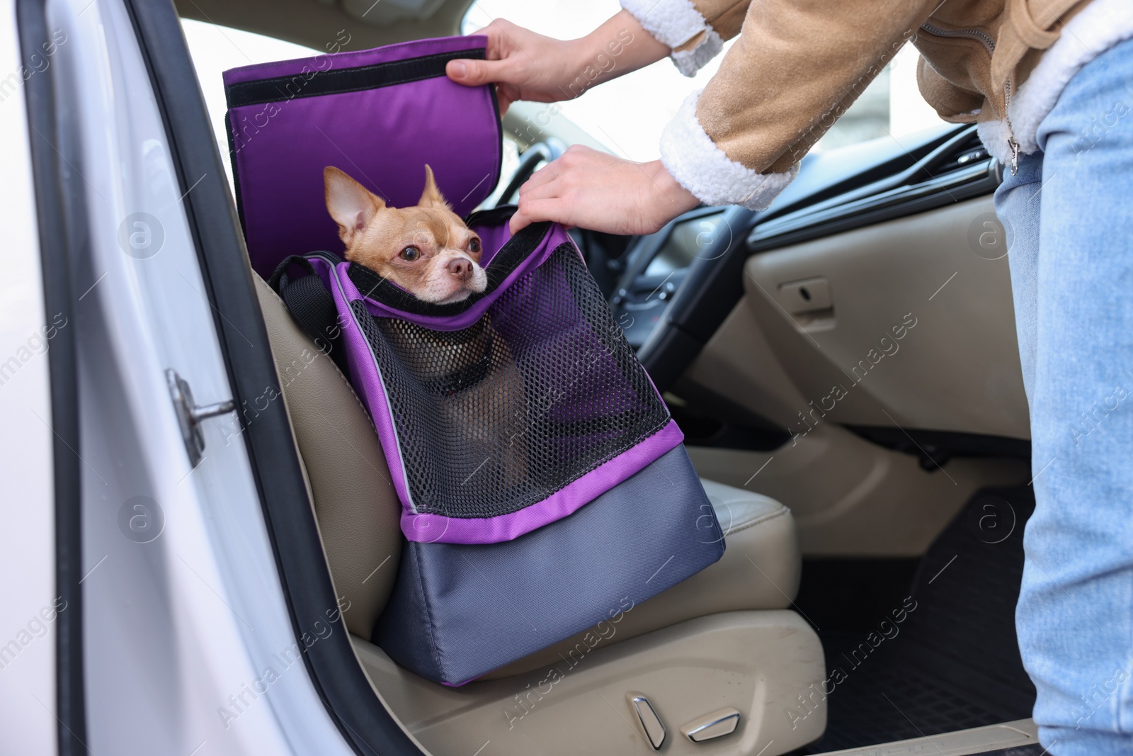 Photo of Owner transporting her dog, closeup. Chihuahua in pet carrier