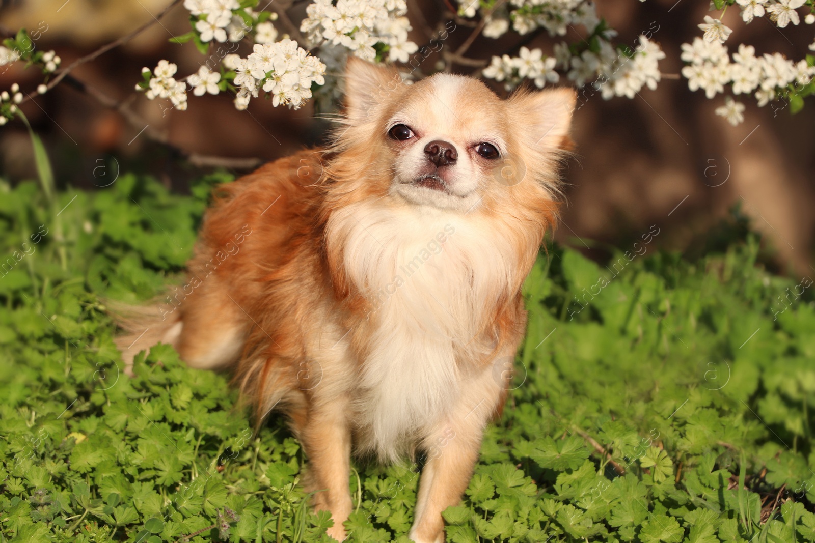 Photo of Cute fluffy Chihuahua dog near blossoming bush outdoors