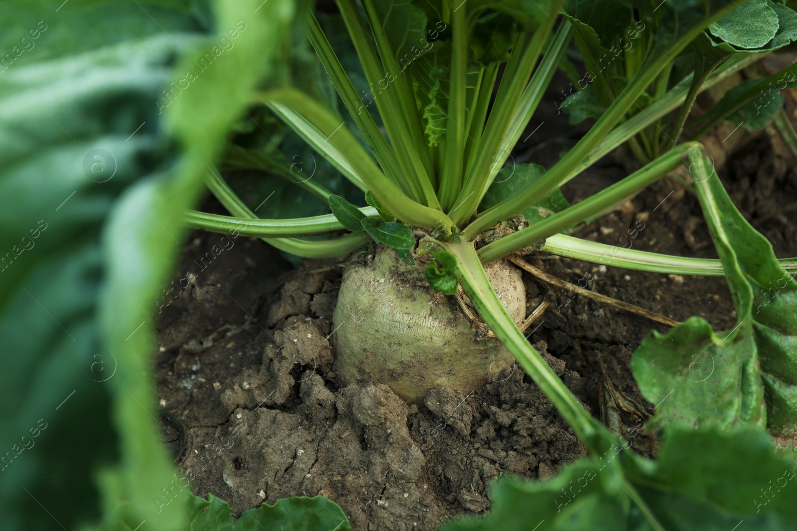 Photo of White beet plants with green leaves growing in soil, closeup