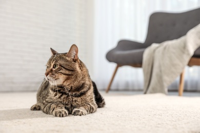 Photo of Tabby cat on floor in living room