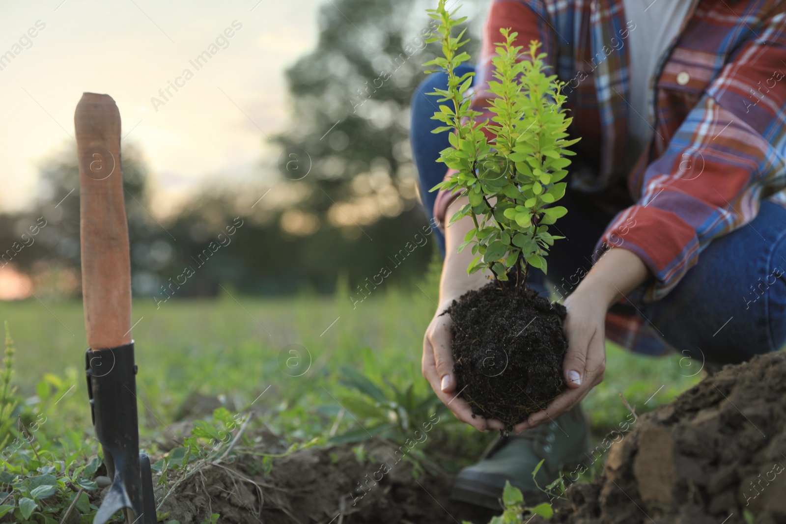 Photo of Woman planting tree in countryside, closeup view